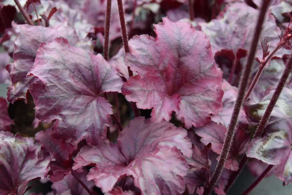 Heuchera 'Plum Royale' ---
